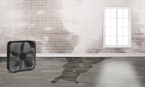Best Professional water damage repair  in Spokane Valley, WA